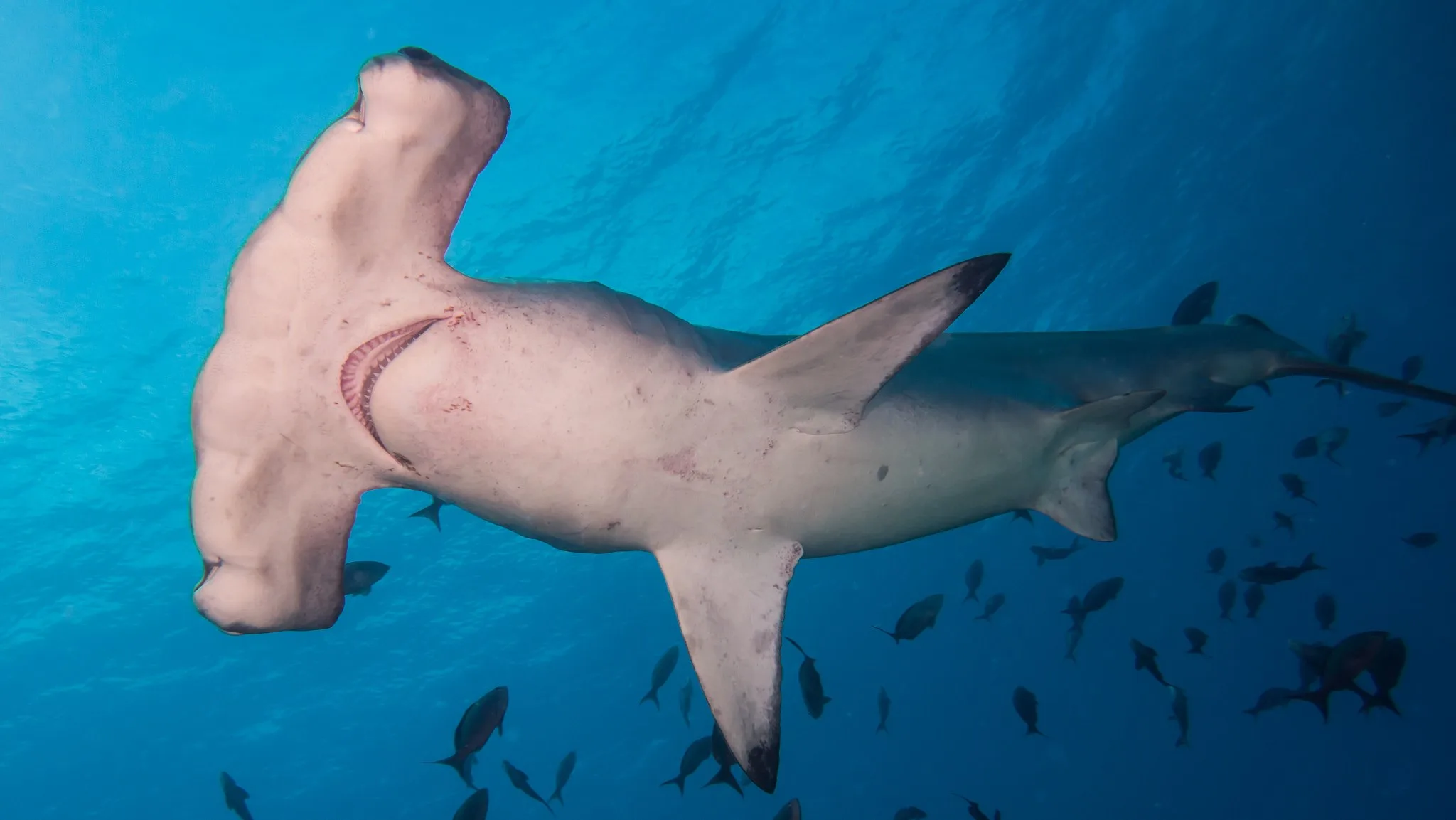 Scalloped Hammerhead Cocos Island Costa Rica